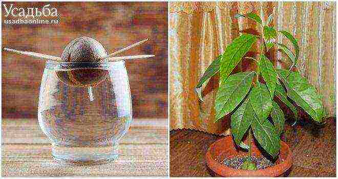 kako uzgajati egzotične biljke kod kuće