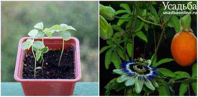 kako uzgajati egzotične biljke kod kuće
