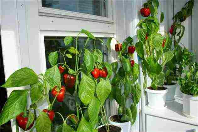ما الخضروات والفواكه التي يمكن زراعتها في المنزل