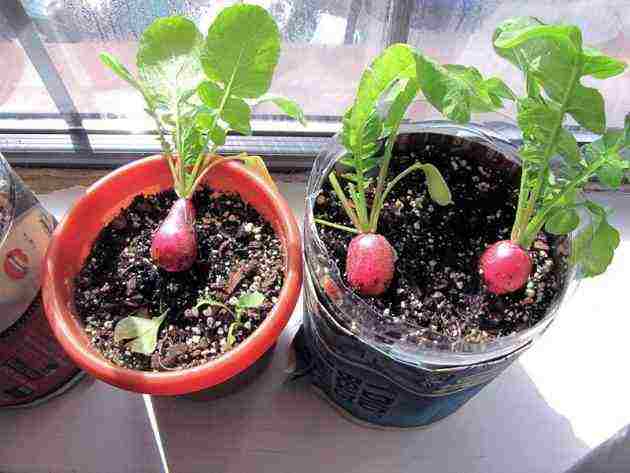 what vegetables and fruits can be grown at home