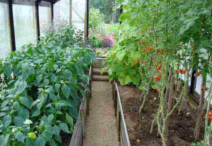 what vegetables can be grown in a greenhouse with tomatoes