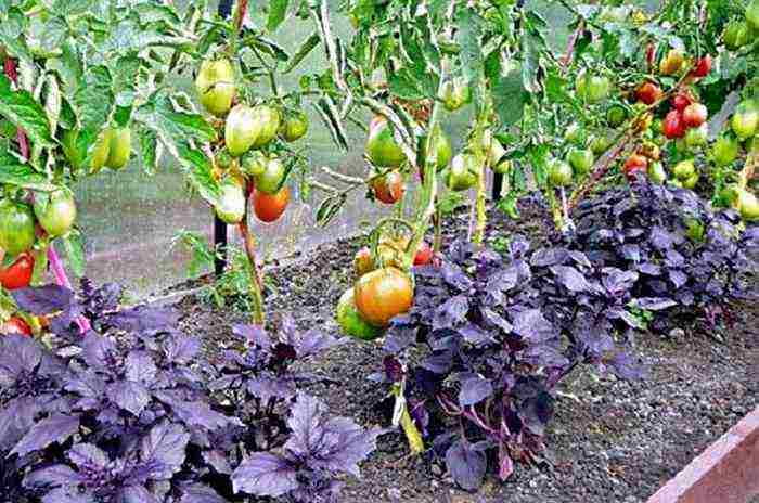 what vegetables can be grown in a greenhouse with tomatoes
