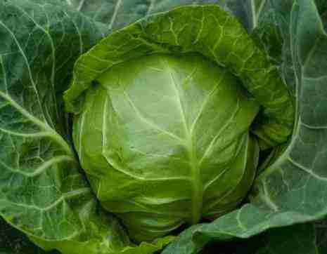 the best Dutch cabbage varieties