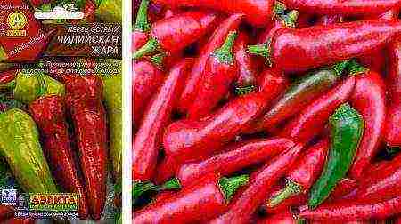 the best varieties of Dutch peppers