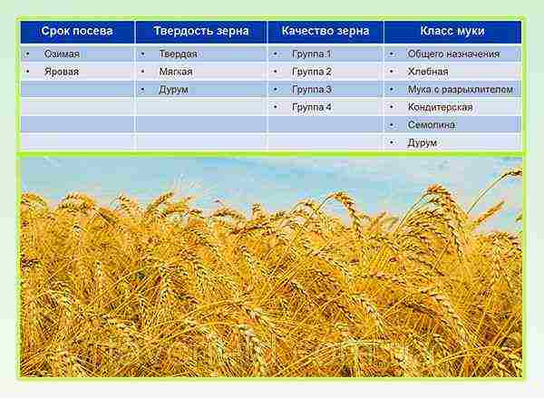 the best varieties of winter wheat