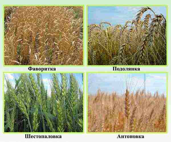 the best varieties of winter wheat