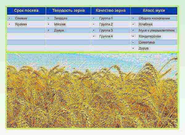 the best varieties of winter wheat