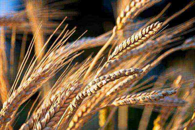 the best varieties of winter wheat