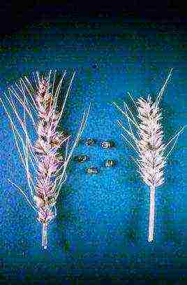 the best varieties of winter wheat
