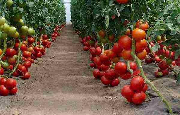 أفضل أنواع الدفيئة من الطماطم