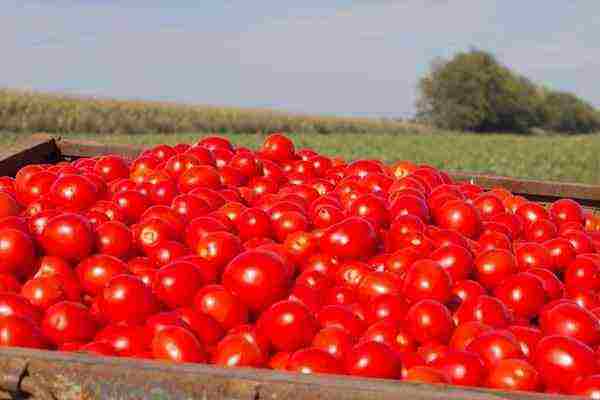 أفضل أنواع الدفيئة من الطماطم