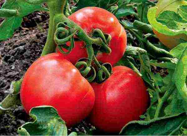 najbolje stakleničke sorte rajčice