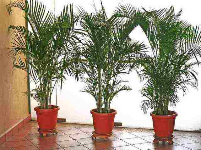 is it possible to grow a date palm at home and signs
