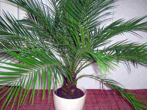 is it possible to grow a date palm at home and signs