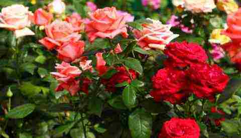 roses planting by cuttings and care in the open field for beginners