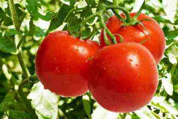 stakleničke rajčice najbolje sorte