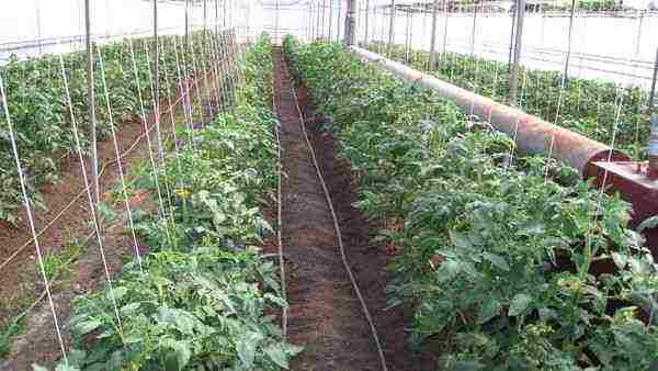 greenhouse tomatoes the best varieties