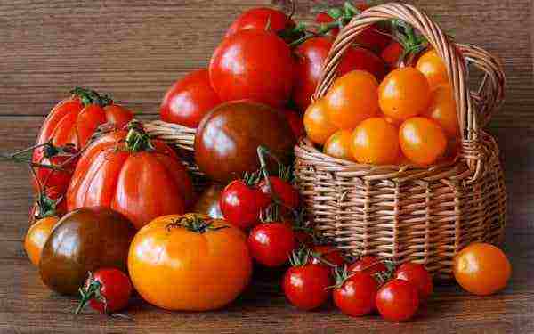 greenhouse tomatoes the best varieties