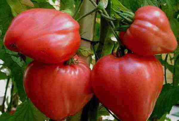 greenhouse tomatoes the best varieties