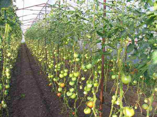 greenhouse tomatoes the best varieties