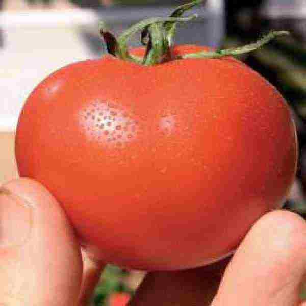 greenhouse tomatoes the best varieties