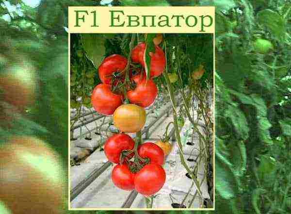 greenhouse tomatoes the best varieties