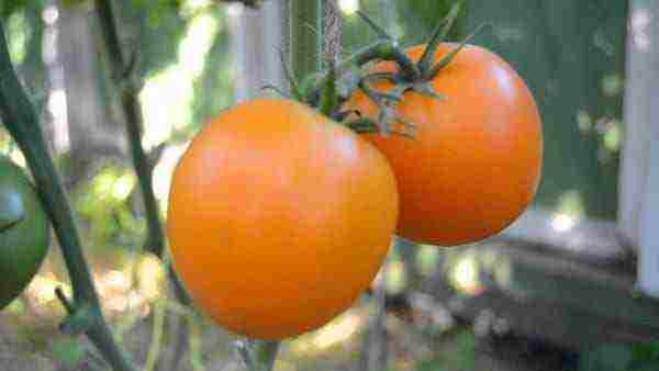 greenhouse tomatoes the best varieties