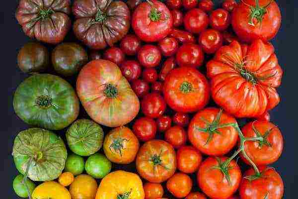 greenhouse tomatoes the best varieties