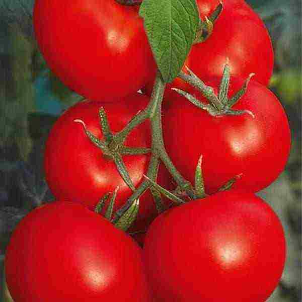 greenhouse tomatoes the best varieties