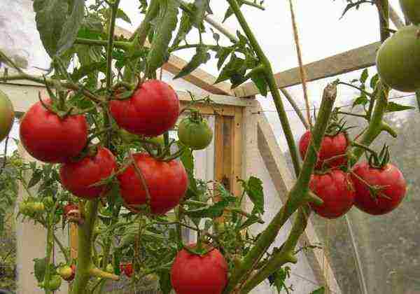 greenhouse kamatis ang pinakamahusay na mga pagkakaiba-iba