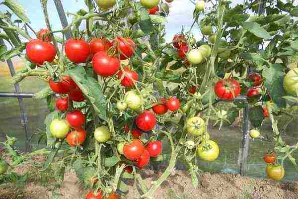 greenhouse tomatoes the best varieties