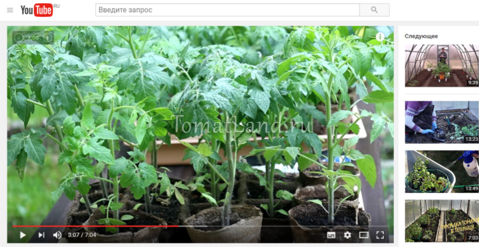 YouTube najbolje sorte rajčice