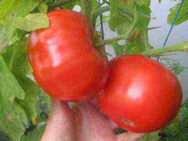 YouTube best varieties of tomatoes