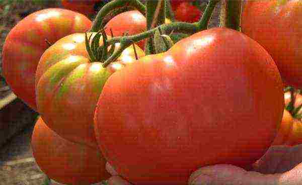 YouTube best varieties of tomatoes