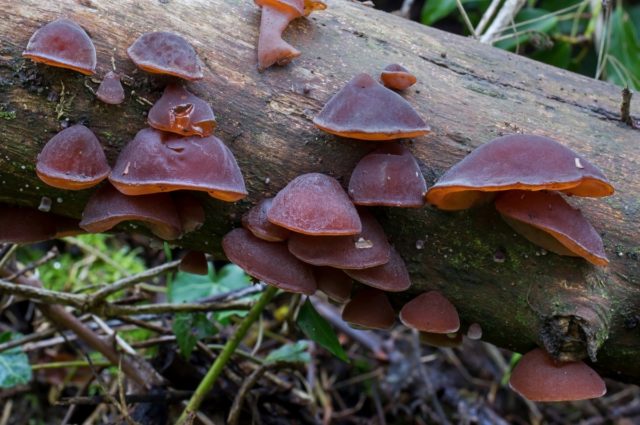 Az auricularia auricularis gomba leírása és elterjedési helyei