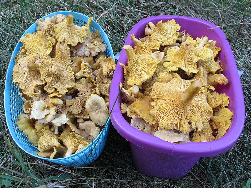 Chanterelles putih (pucat): cendawan yang lazat dan jarang, foto