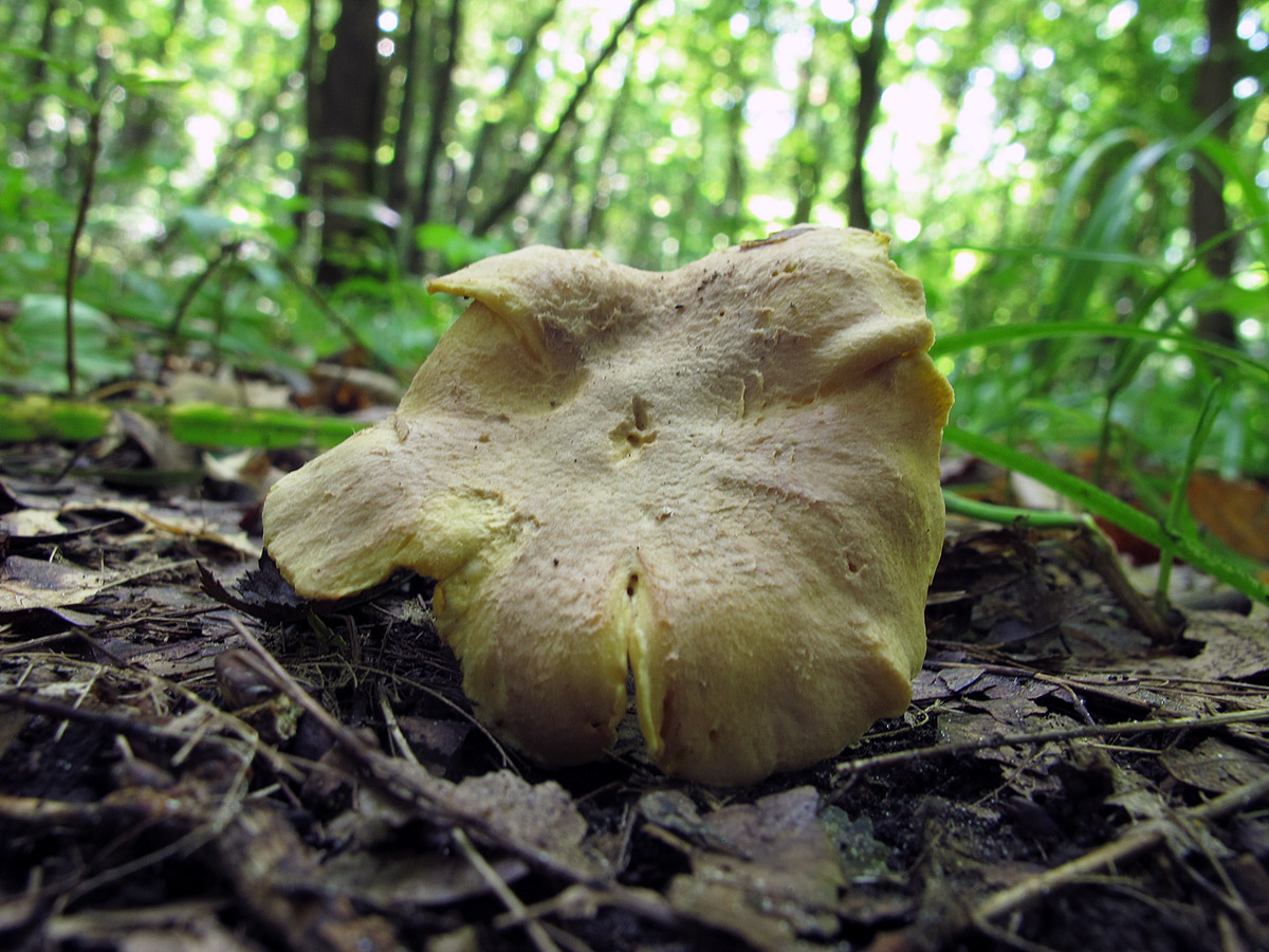 Chanterelle