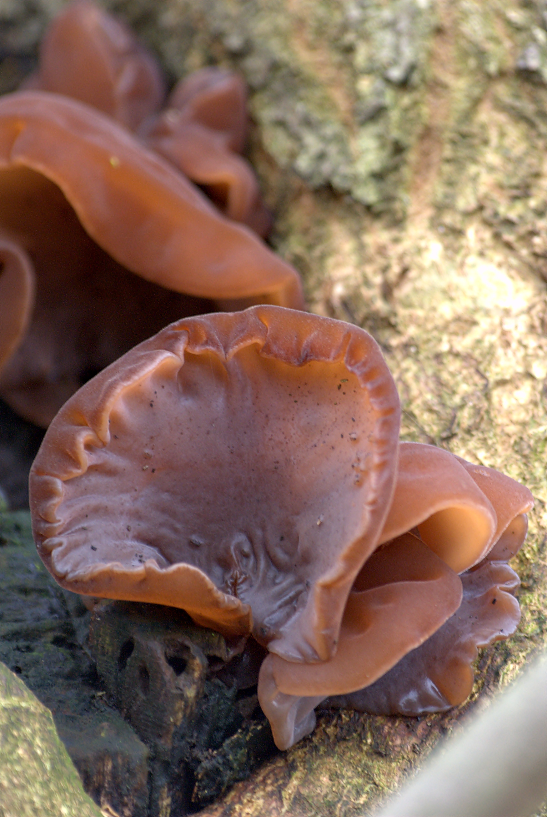 Auricularia