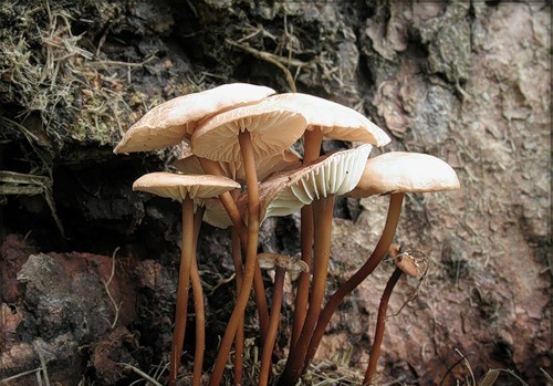 Champignon à l'ail commun (champignon à l'ail): photo et description