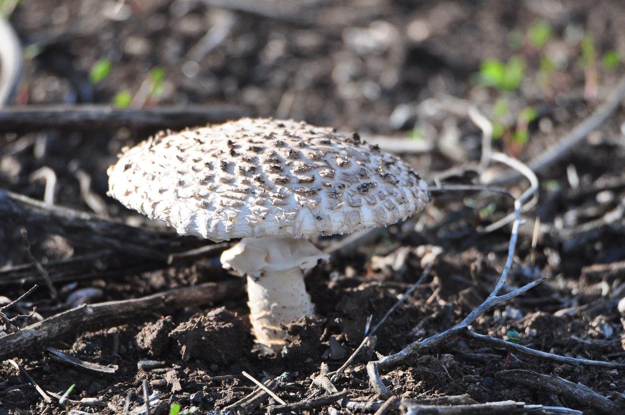 Fly agaric vittadini