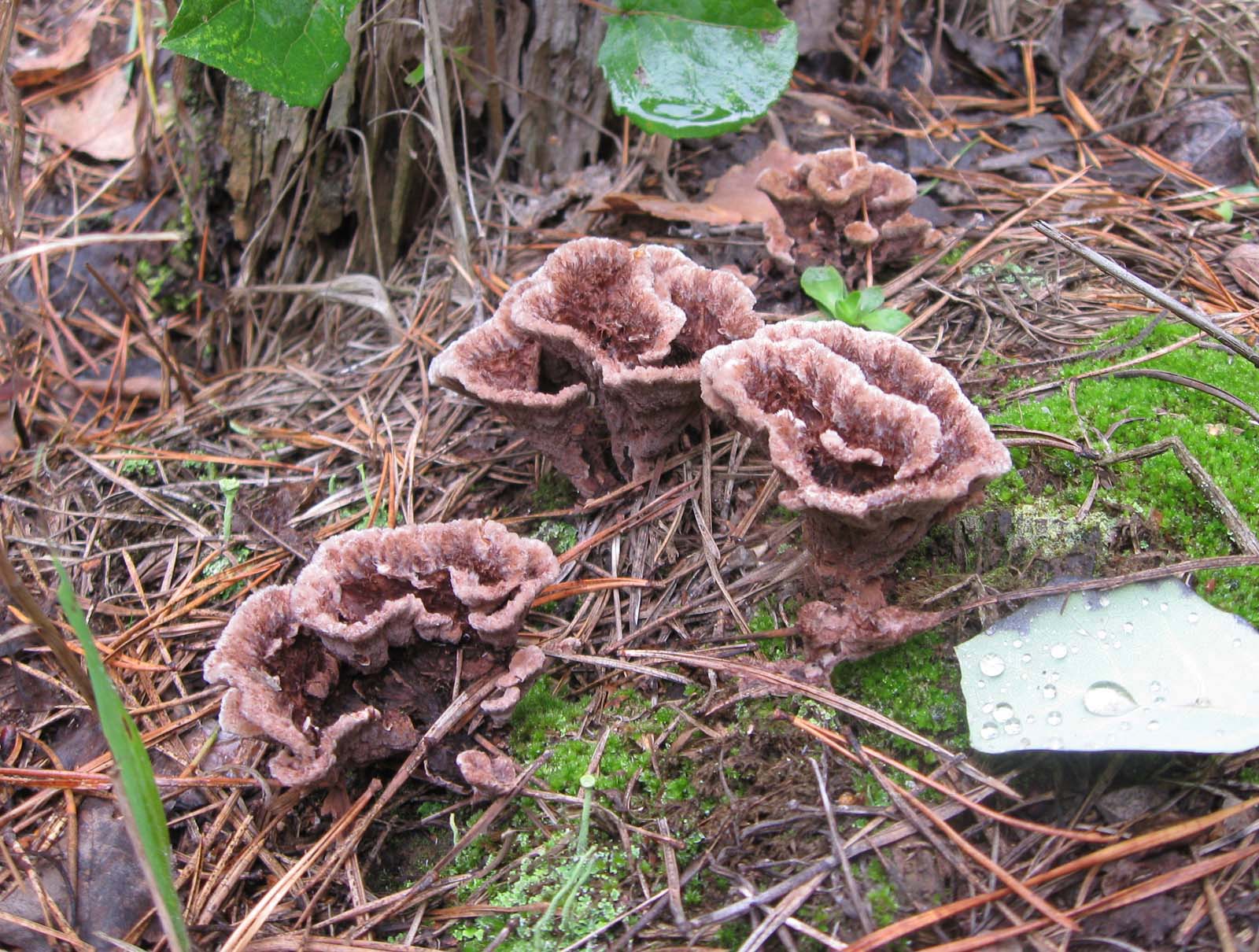 Brush telephon (thelephora penicillata): what mushrooms look like, where and how they grow, are they edible or not
