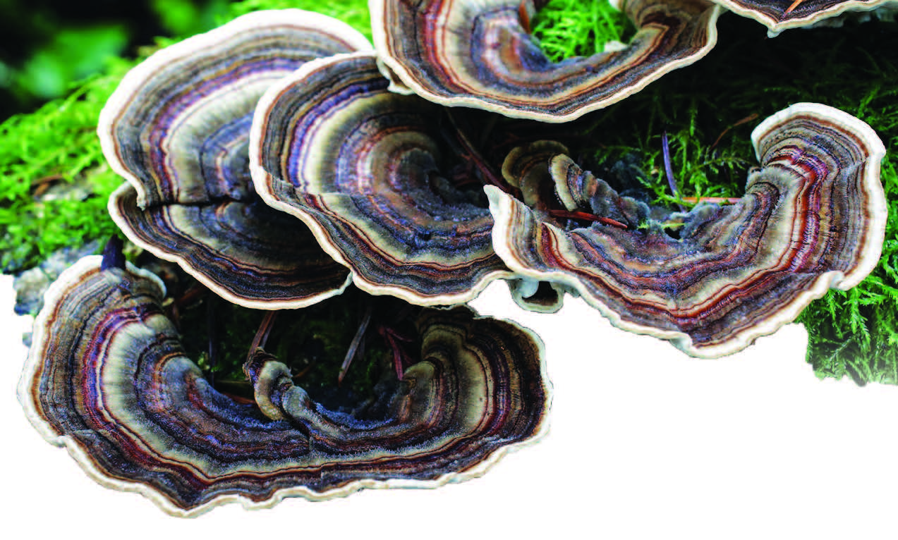 Trametes oker