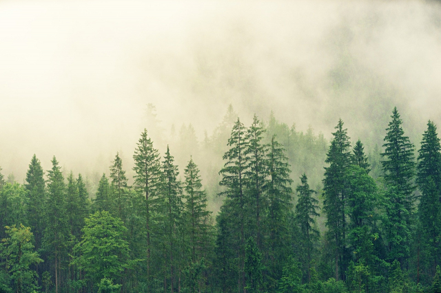 Az erdőben való tartózkodásra vonatkozó engedély kiadására vonatkozó eljárás jóváhagyásáról a különleges tűzmegelőzési és az erdei vészhelyzeti rendszer időtartama alatt