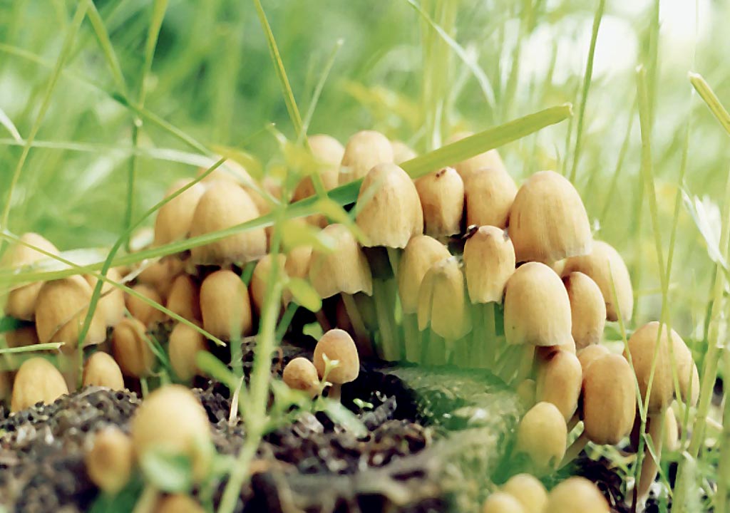 Champignon bousier chatoyant - champignon vénéneux ou remède à toutes les maladies ?