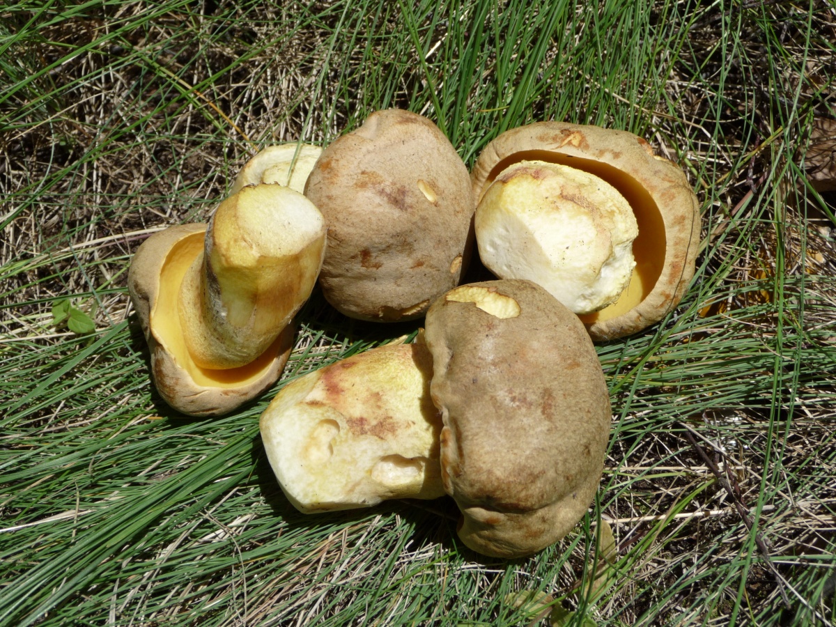 Combien cuire des champignons semi-blancs ?