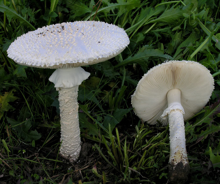 Fly agaric vittadini - keterangan, di mana ia tumbuh, ketoksikan cendawan