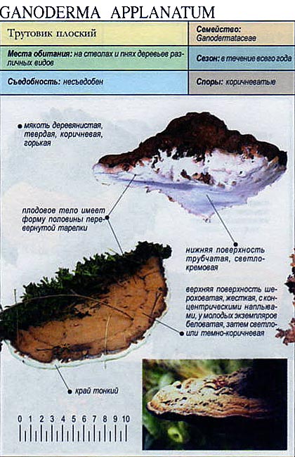 Ganoderma južna