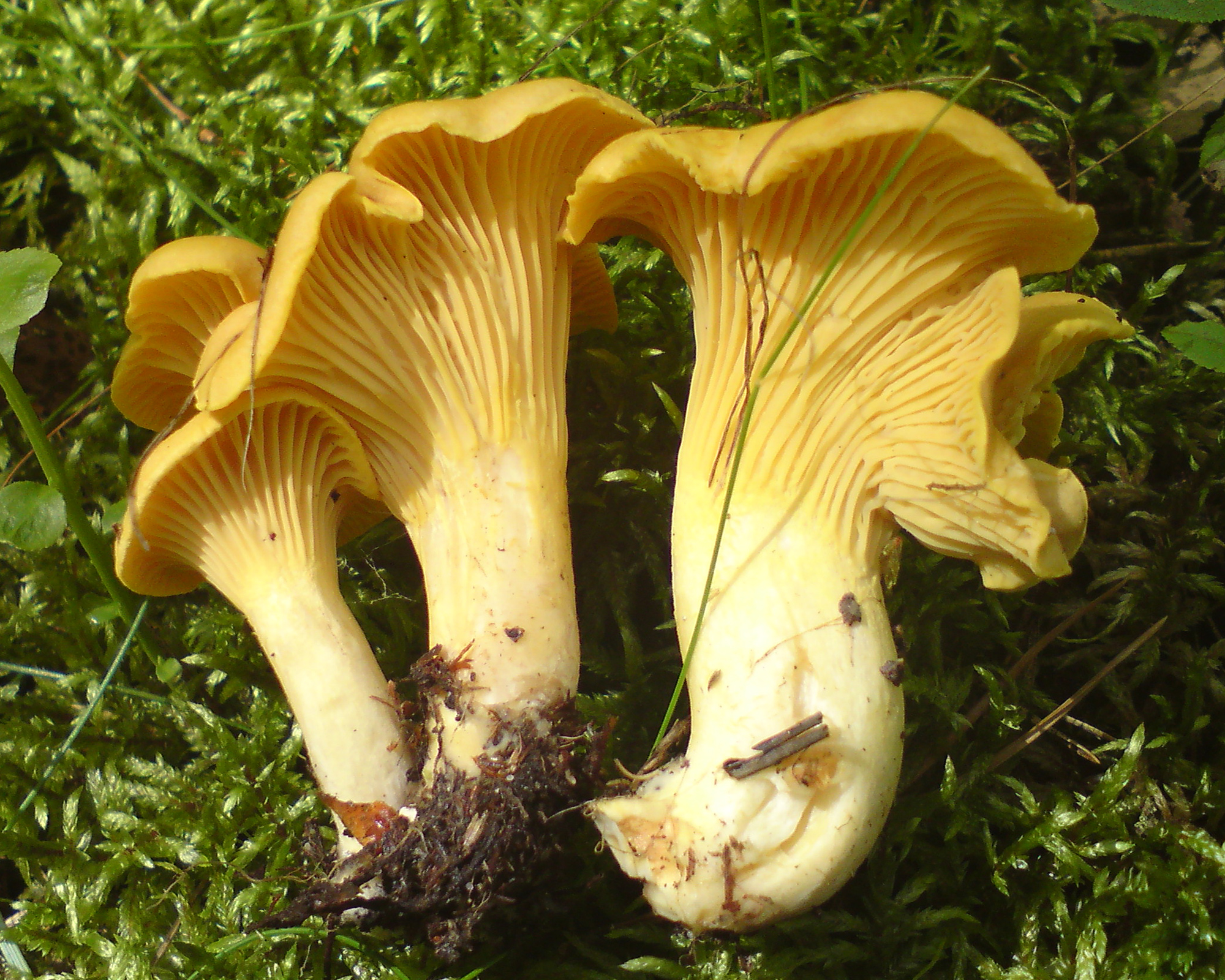 Chanterelles: photos et descriptions des girolles comestibles et fausses, les principales différences