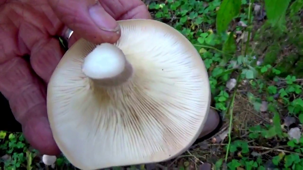 Unusual taste of ordinary mushroom - violet ryadovka