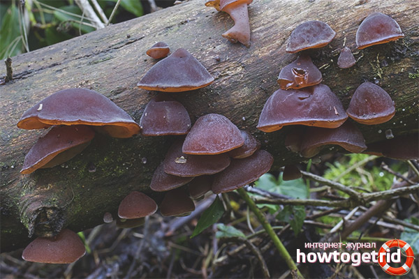 Auricularia vastag hajú